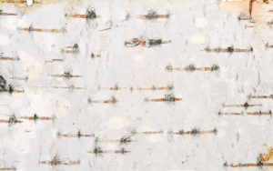 Birch Texture | Talk Donation